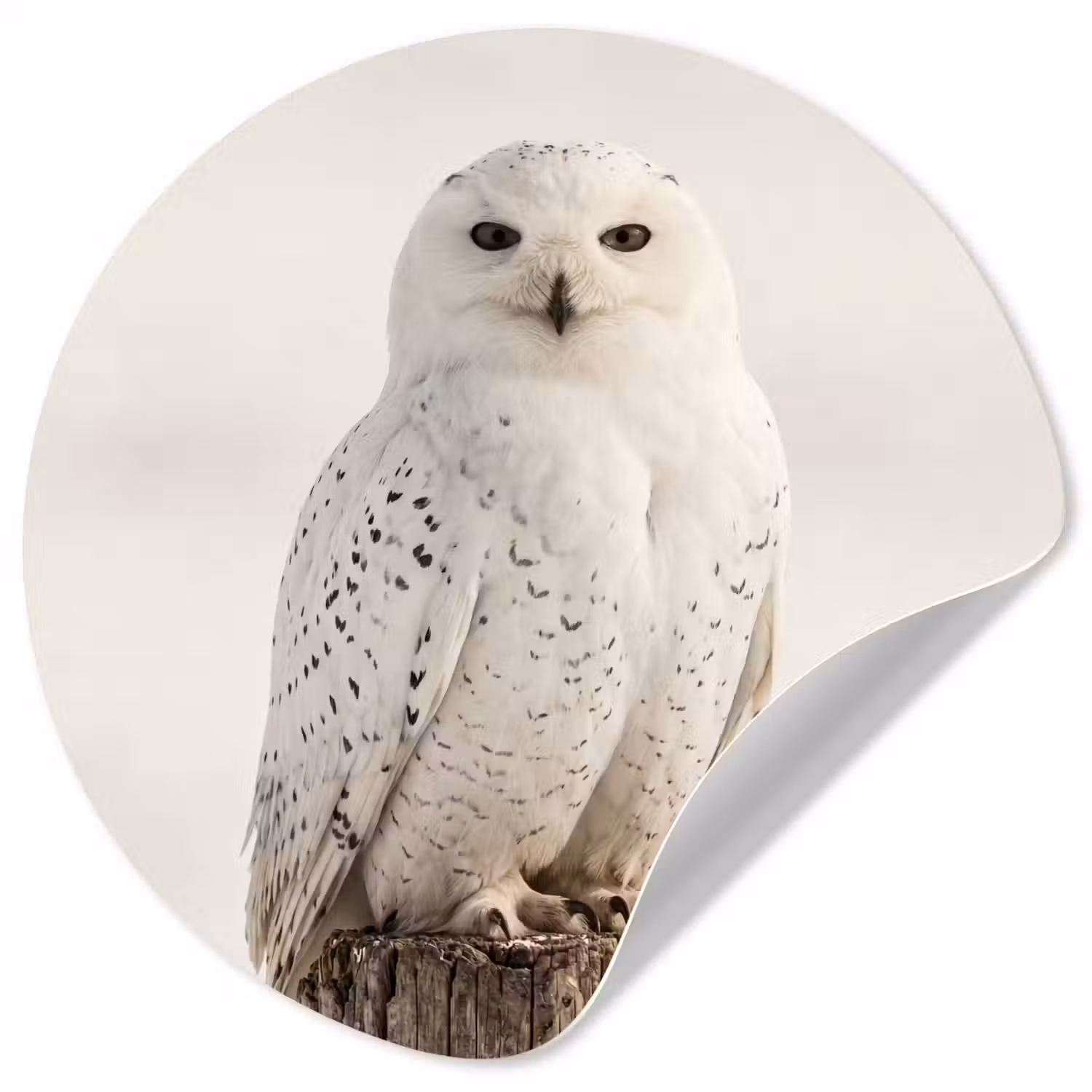 Sneeuwuil - Paal - Winter - Portret - Majestueus Wandcirkel behangsticker klein -3d