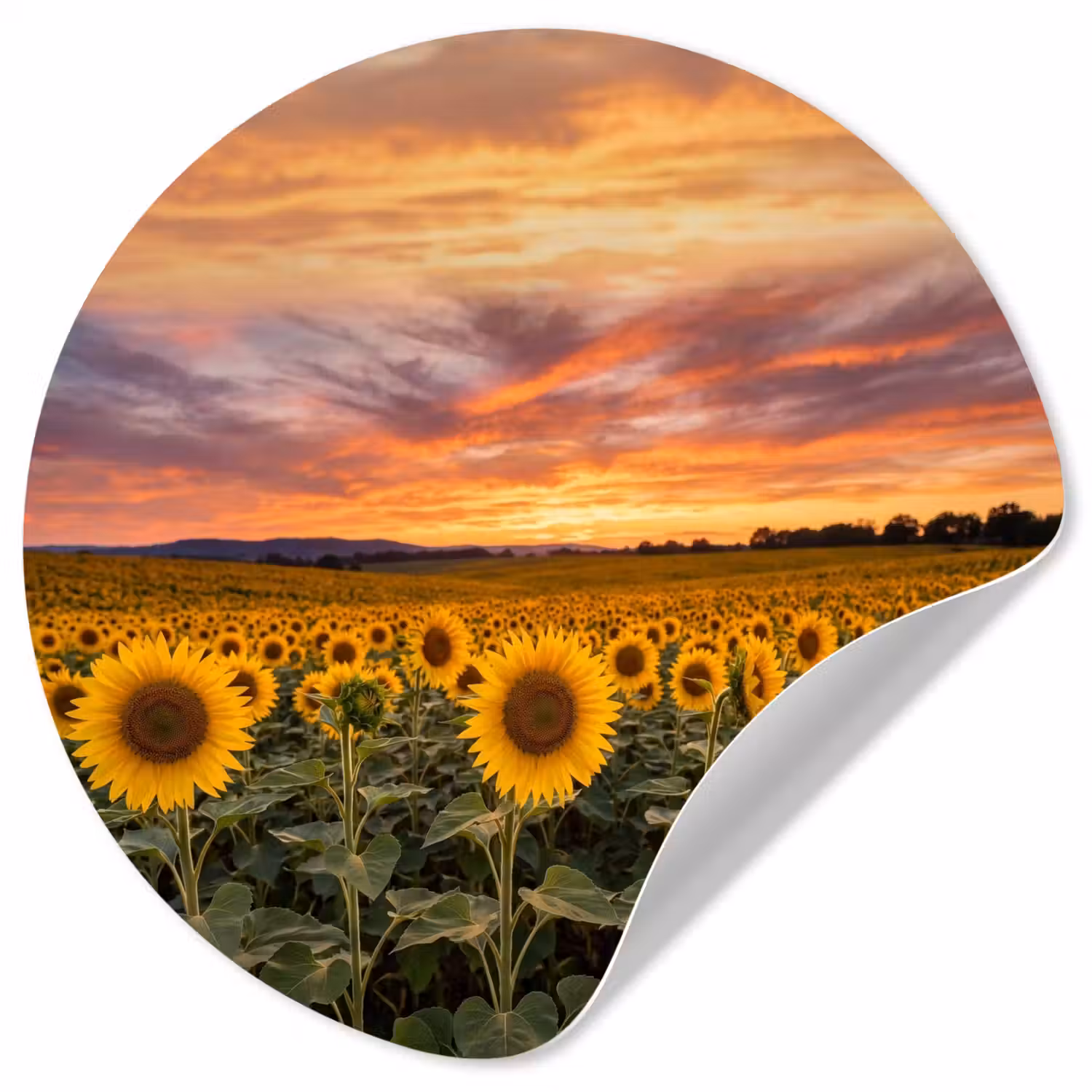 Zonnebloemen - Heuvellandschap - Geel Wandcirkel behangsticker klein -3d