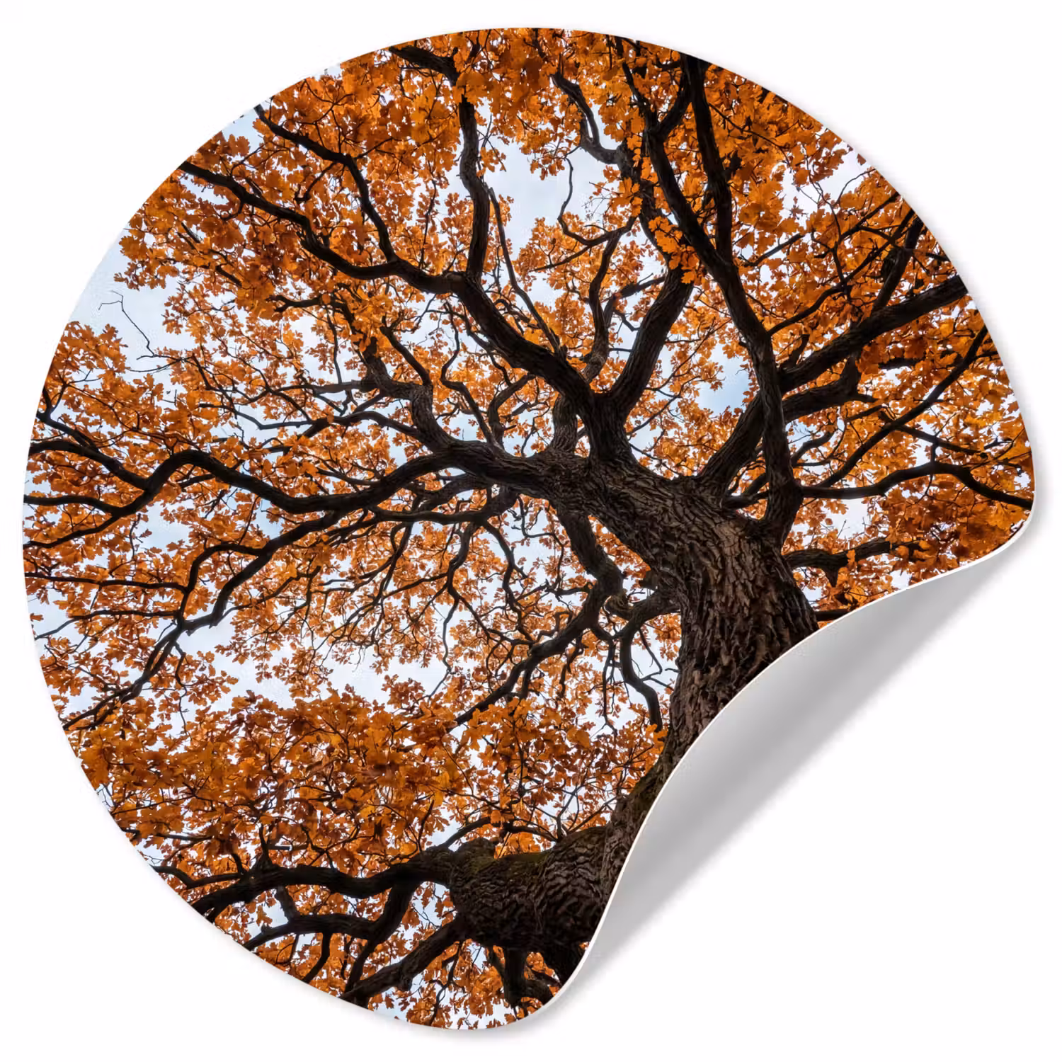 Boom - Bladerdak - Herfst - Oranje - Sfeervol Wandcirkel behangsticker klein -3d
