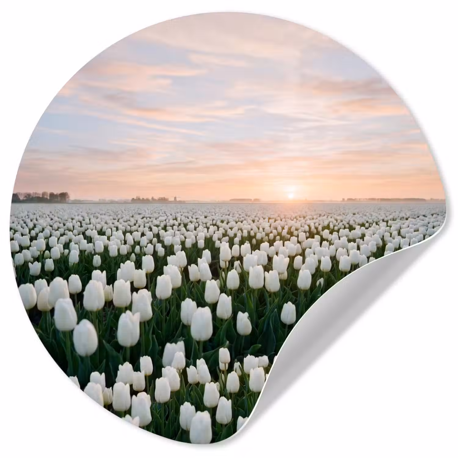 Tulpen - Landschap - Wit Wandcirkel behangsticker klein -3d