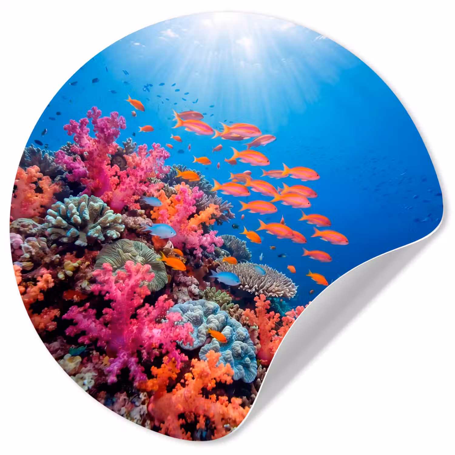 Onderwater - Koraalrif - Vissen - Oceaan - Natuur Wandcirkel behangsticker klein -3d