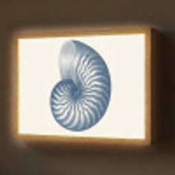 Blauw - Schelp - Spiraal Light Box met batterij (Wandlamp) middel -z3d_website