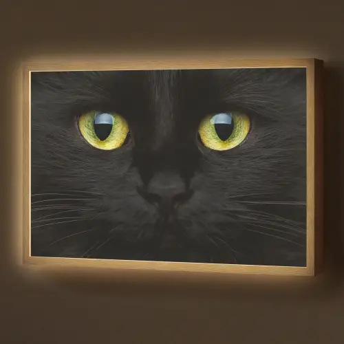 Kat - Zwart - Dieren - Natuur Light Box met batterij (Wandlamp) middel -z3d_website