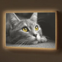 Kat - Zwart - Wit - Dieren - Natuur Light Box met batterij (Wandlamp) middel -z3d_website
