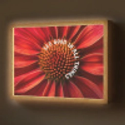 Close up - Bloem - Quote - Rood Light Box met batterij (Wandlamp) middel -z3d_website