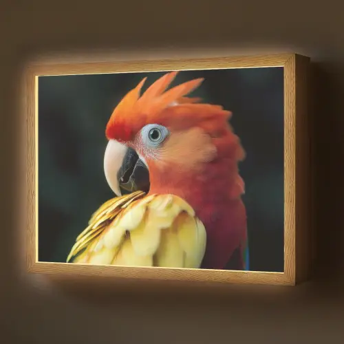 Close-up - Papegaai - Veren - Oranje Light Box met batterij (Wandlamp) middel -z3d_website