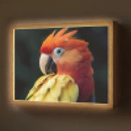Close-up - Papegaai - Veren - Oranje Light Box met batterij (Wandlamp) middel -z3d_website