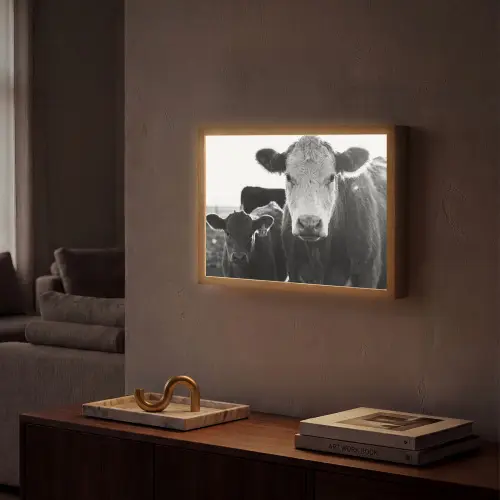 Koeien - Zwart - Wit Light Box met batterij (Wandlamp) middel -sfeer1