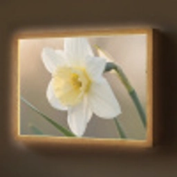 Narcis - Bloem - Minimalistisch Light Box met batterij (Wandlamp) middel -z3d_website