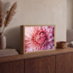 Dahlia - Bloem - Close up - Roze Light Box met batterij (Wandlamp) middel -sfeer2
