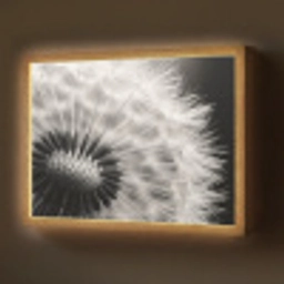 Paardenbloem - Zwart - Wit Light Box met batterij (Wandlamp) middel -z3d_website