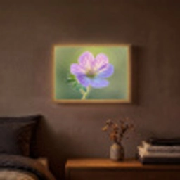 Bloem - Close up - Paars Light Box met batterij (Wandlamp) middel -sfeer4
