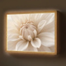 Bloem - Dahlia - Wit Light Box met batterij (Wandlamp) middel -z3d_website