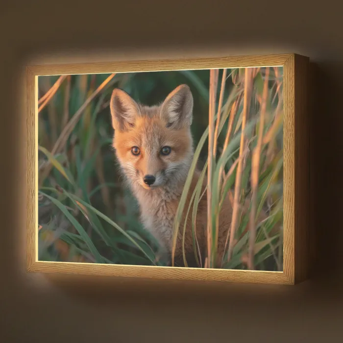 Vos - Oranje - Gras Light Box met batterij (Wandlamp) middel -z3d_website