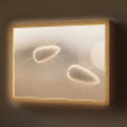 Hazestaartgras - Graanharen - Zonlicht Light Box met batterij (Wandlamp) middel -z3d_website