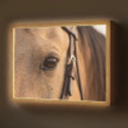 Paard - Oog - Bruin Light Box met batterij (Wandlamp) middel -z3d_website