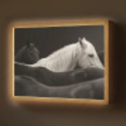 Paarden - Zwart - Wit - Kudde Light Box met batterij (Wandlamp) middel -z3d_website