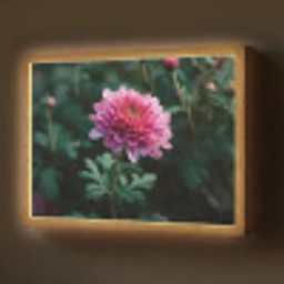 Blad - Chrysant - Roze - Schaduw Light Box met batterij (Wandlamp) middel -z3d_website