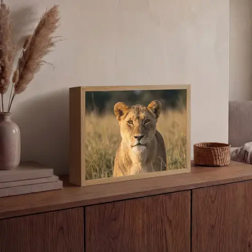 Leeuwin - Gras - Geel Light Box met batterij (Wandlamp) middel -sfeer2