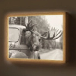 Eland - Auto - Gewei - Zwart - Wit Light Box met batterij (Wandlamp) middel -z3d_website