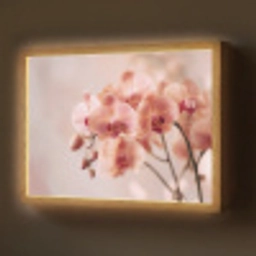 Orchidee - Bloemen - Roze - Bloemblaadjes Light Box met batterij (Wandlamp) middel -z3d_website