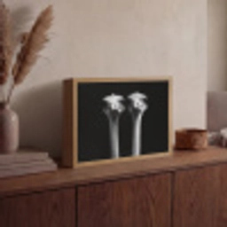 Struisvogels - Halzen - Zwart - Minimalistisch Light Box met batterij (Wandlamp) middel -sfeer2