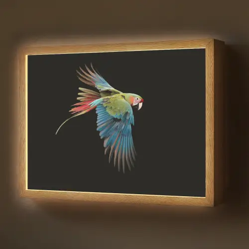 Papegaai - Kleurrijk - Vleugels - Sierlijk Light Box met batterij (Wandlamp) middel -z3d_website