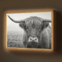 Schotse hooglander - Zwart - Wit - Gras Light Box met batterij (Wandlamp) middel -z3d_website