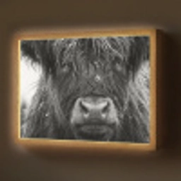 Schotse hooglander - Zwart - Wit - Sneeuwvlokken Light Box met batterij (Wandlamp) middel -z3d_website