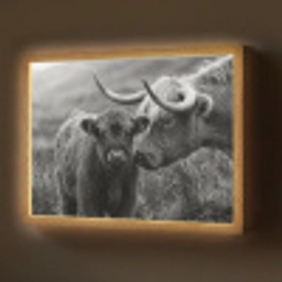 Schotse hooglander - Kalf - Zwart - Wit Light Box met batterij (Wandlamp) middel -z3d_website