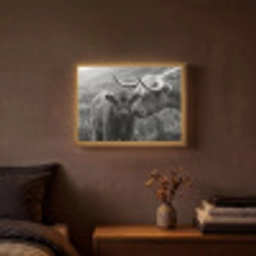 Schotse hooglander - Kalf - Zwart - Wit Light Box met batterij (Wandlamp) middel -sfeer4