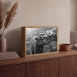 Schotse hooglander - Kalf - Zwart - Wit Light Box met batterij (Wandlamp) middel -sfeer2