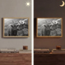 Schotse hooglander - Kalf - Zwart - Wit Light Box met batterij (Wandlamp) middel -sfeer3