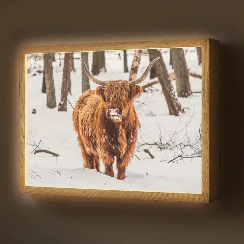 Schotse Hooglander - Sneeuw - Winter - Natuur - Dieren Light Box met batterij (Wandlamp) middel -z3d_website