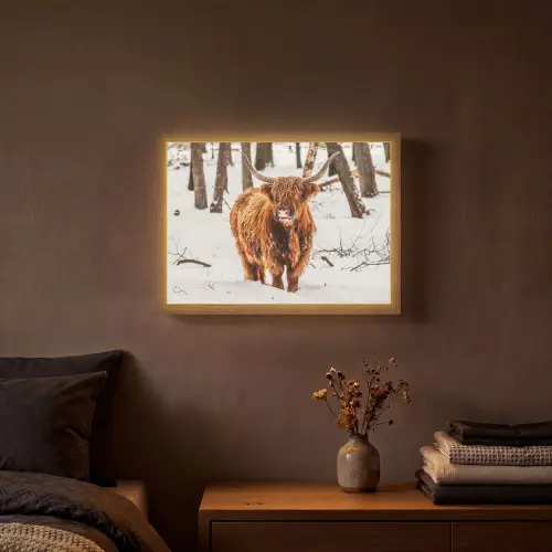 Schotse Hooglander - Sneeuw - Winter - Natuur - Dieren Light Box met batterij (Wandlamp) middel -sfeer4