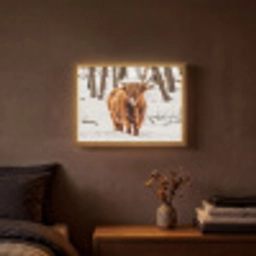 Schotse Hooglander - Sneeuw - Winter - Natuur - Dieren Light Box met batterij (Wandlamp) middel -sfeer4