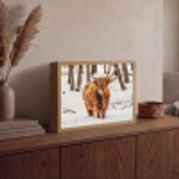 Schotse Hooglander - Sneeuw - Winter - Natuur - Dieren Light Box met batterij (Wandlamp) middel -sfeer2