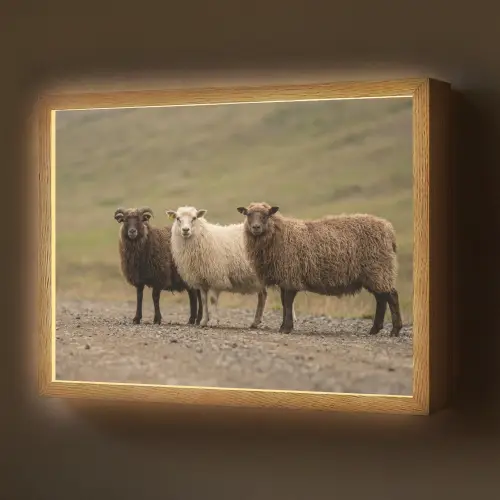 Schapen - Bruin - Wit - Grindpad Light Box met batterij (Wandlamp) middel -z3d_website