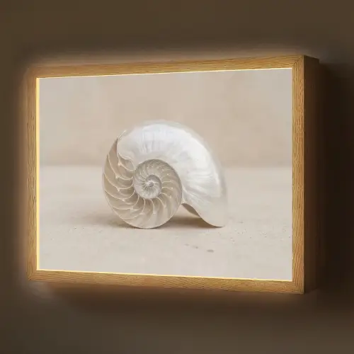 Schelp - Spiraal - Beige Light Box met batterij (Wandlamp) middel -z3d_website