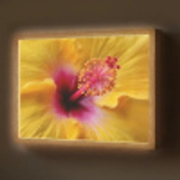 Geel - Hibiscus - Tropisch Light Box met batterij (Wandlamp) middel -z3d_website