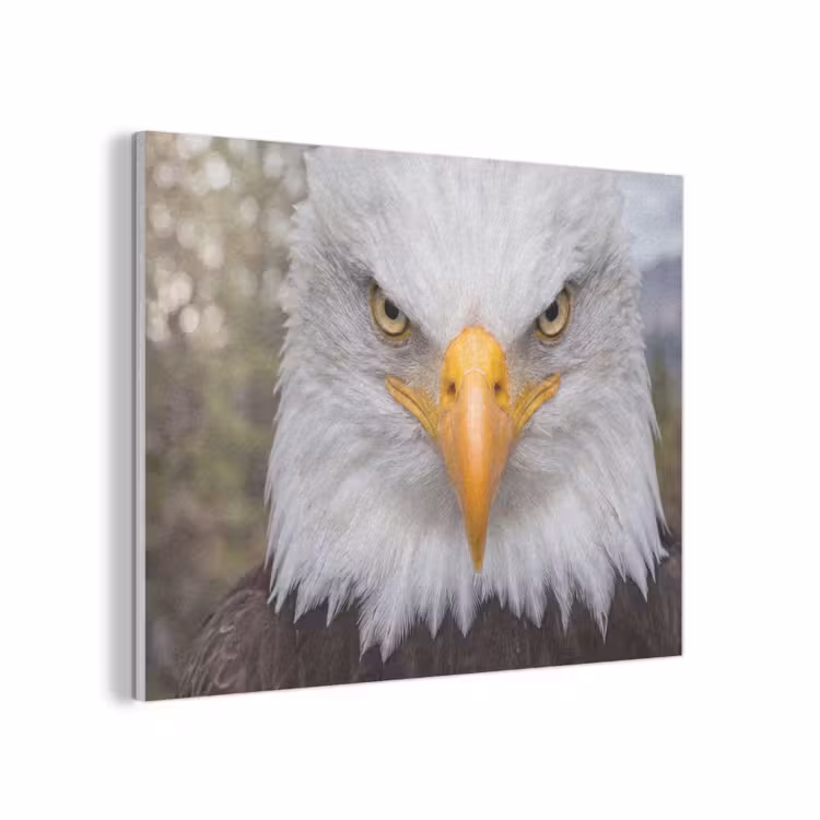 Amerikaans - Zeearend - Portret - Geel PET vilt klein -3d