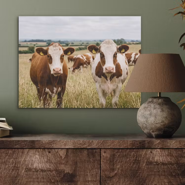 Koeien - Portret - Weide - Boerderij - Nieuwsgierig PET vilt klein -sfeer2