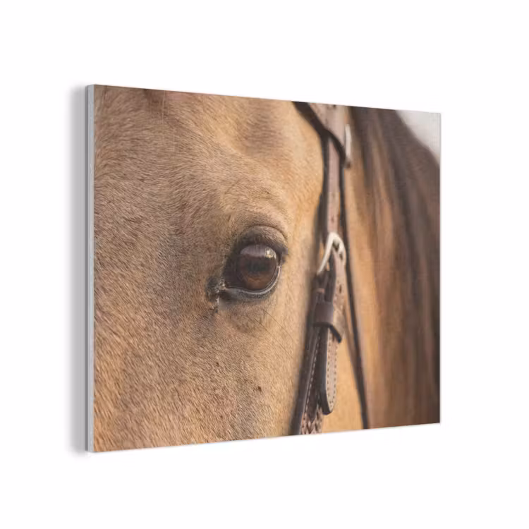 Paard - Oog - Bruin PET vilt klein -3d