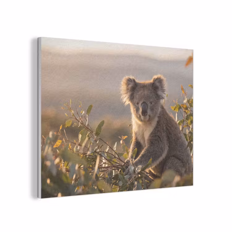 Koala - Bladeren - Ochtendlicht PET vilt klein -3d