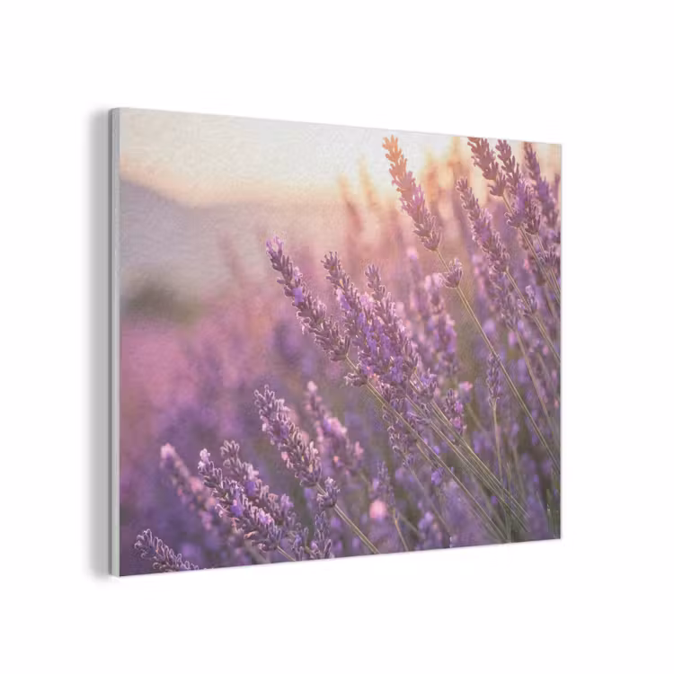 Lavendel - Paars - Zonlicht PET vilt klein -3d
