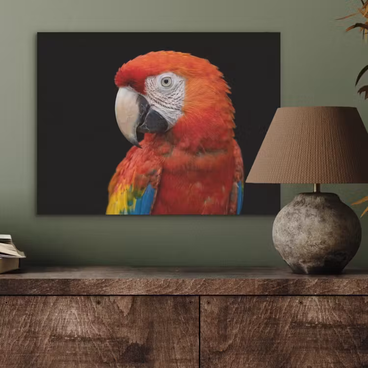 Ara - Portret - Rood PET vilt klein -sfeer2