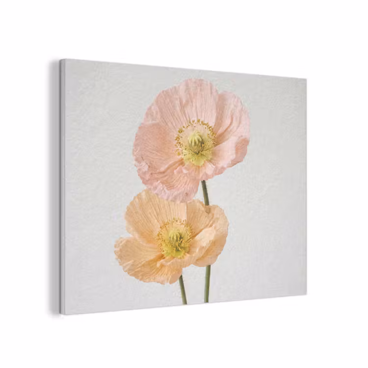 Papavers - Botanisch - Roze PET vilt klein -3d
