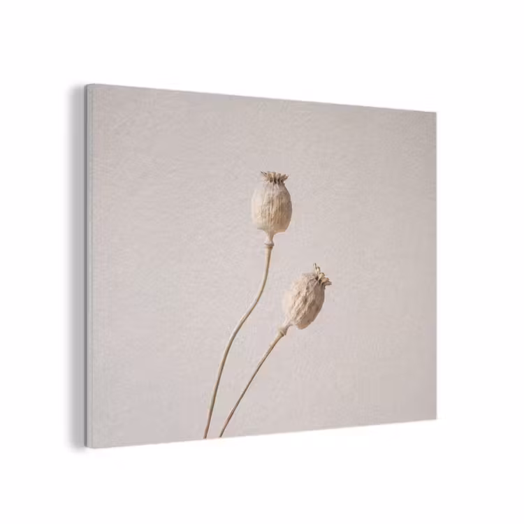 Papaverbollen - Droogbloemen - Minimalistisch - Beige - Rustig PET vilt klein -3d