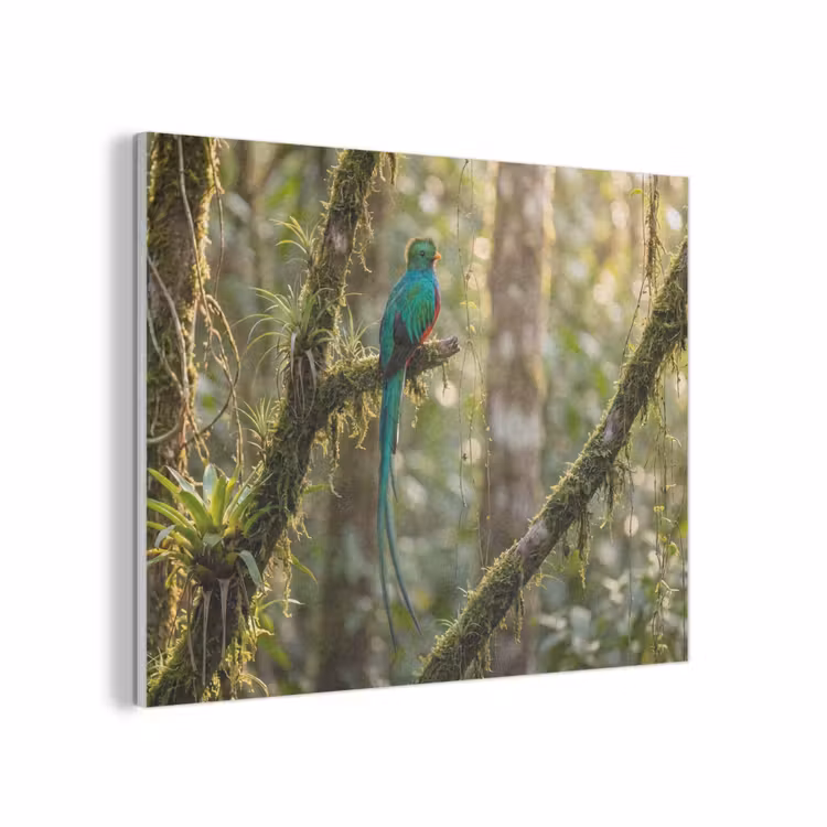 Quetzal - Jungle - Natuur - Groen PET vilt klein -3d
