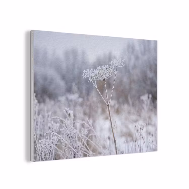 Schermbloem - Rijp - Kristallen - Winter - Delicaat PET vilt klein -3d